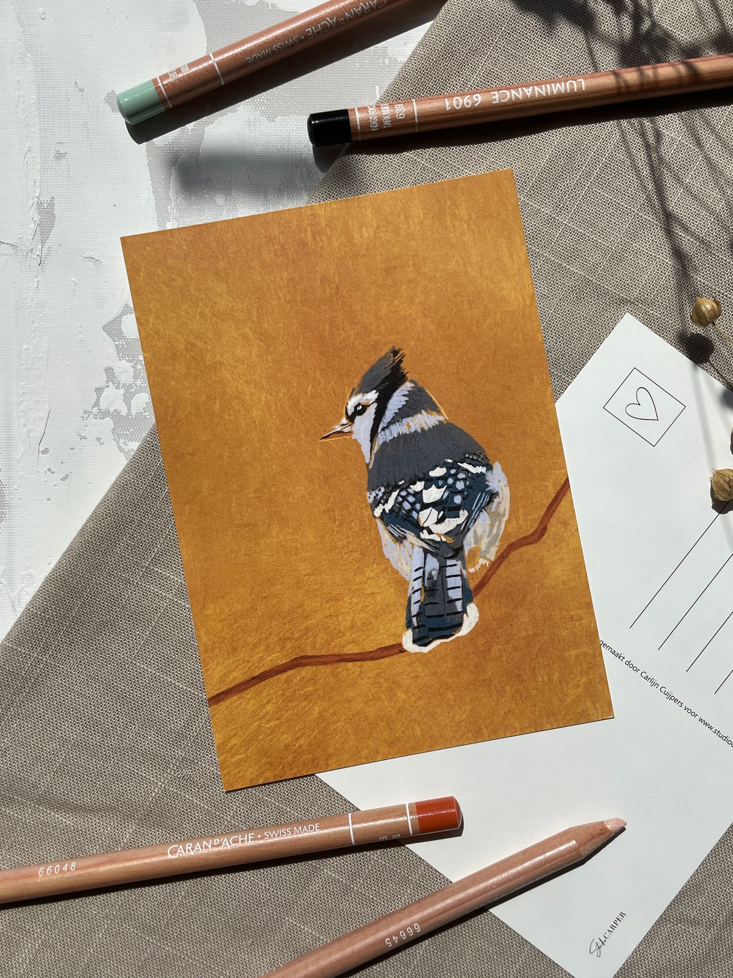 Blauwe Gaai ansichtkaart. Ansichtkaartenset van 6 vogels van de kunst collectie Birds van Studio Carper.